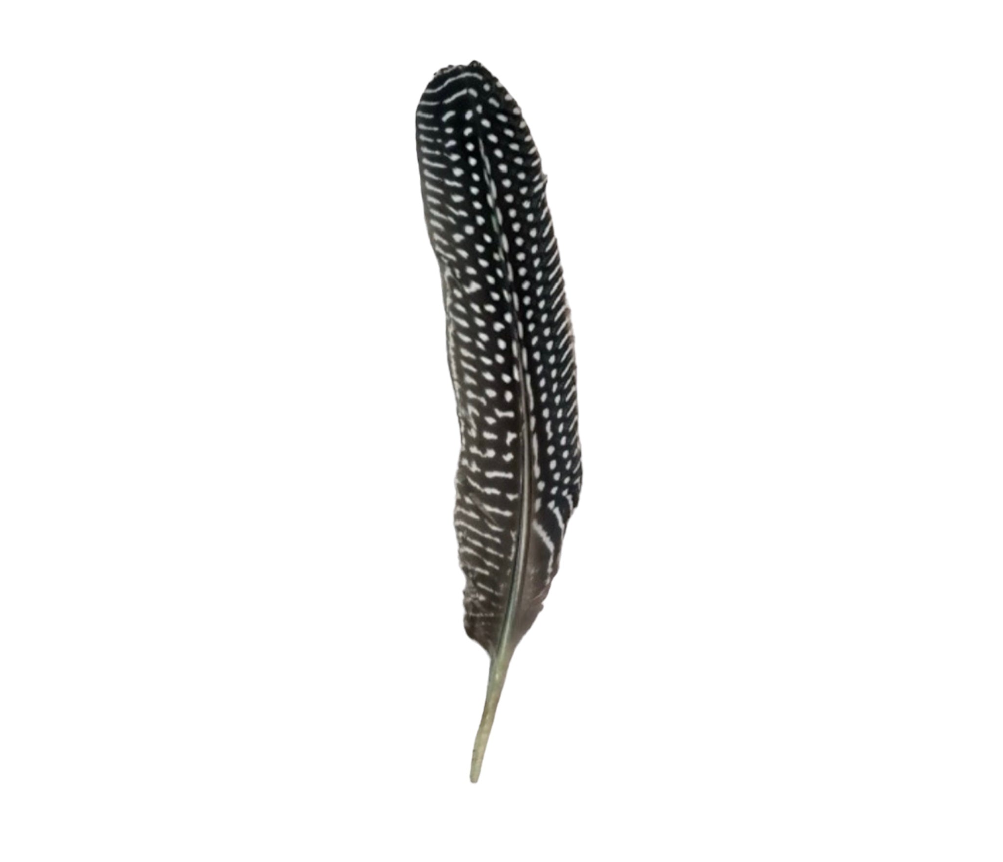 Pluma Larga de Guinea