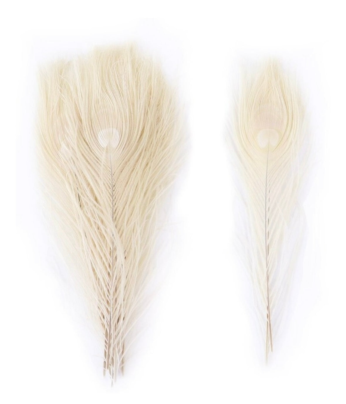 Pluma de Pavo Real Blanca extra larga