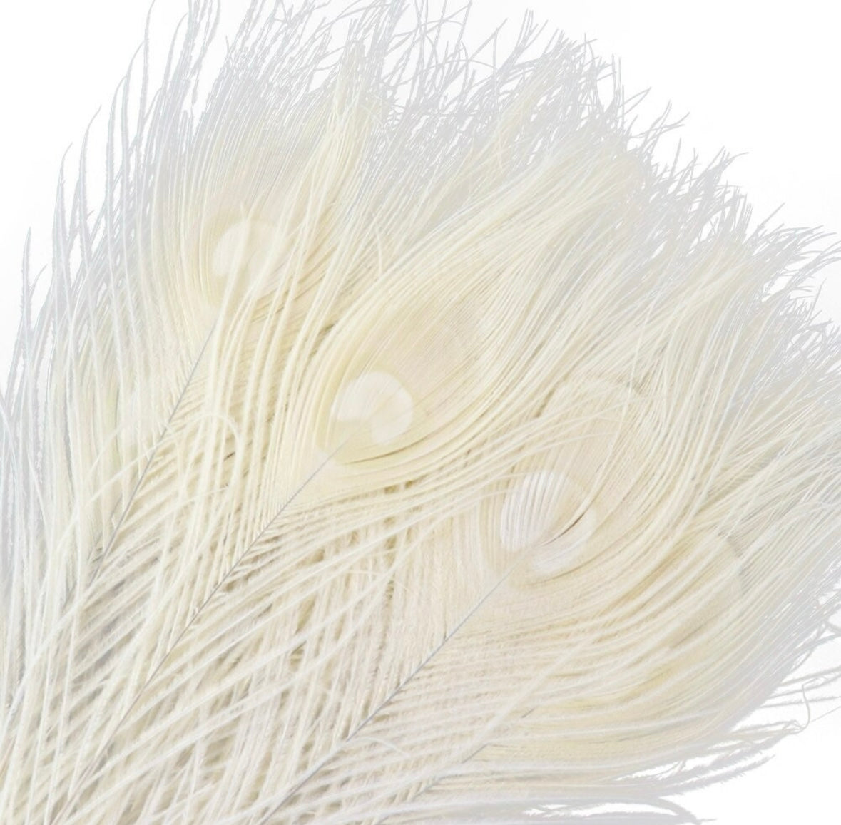 Pluma de Pavo Real Blanca extra larga