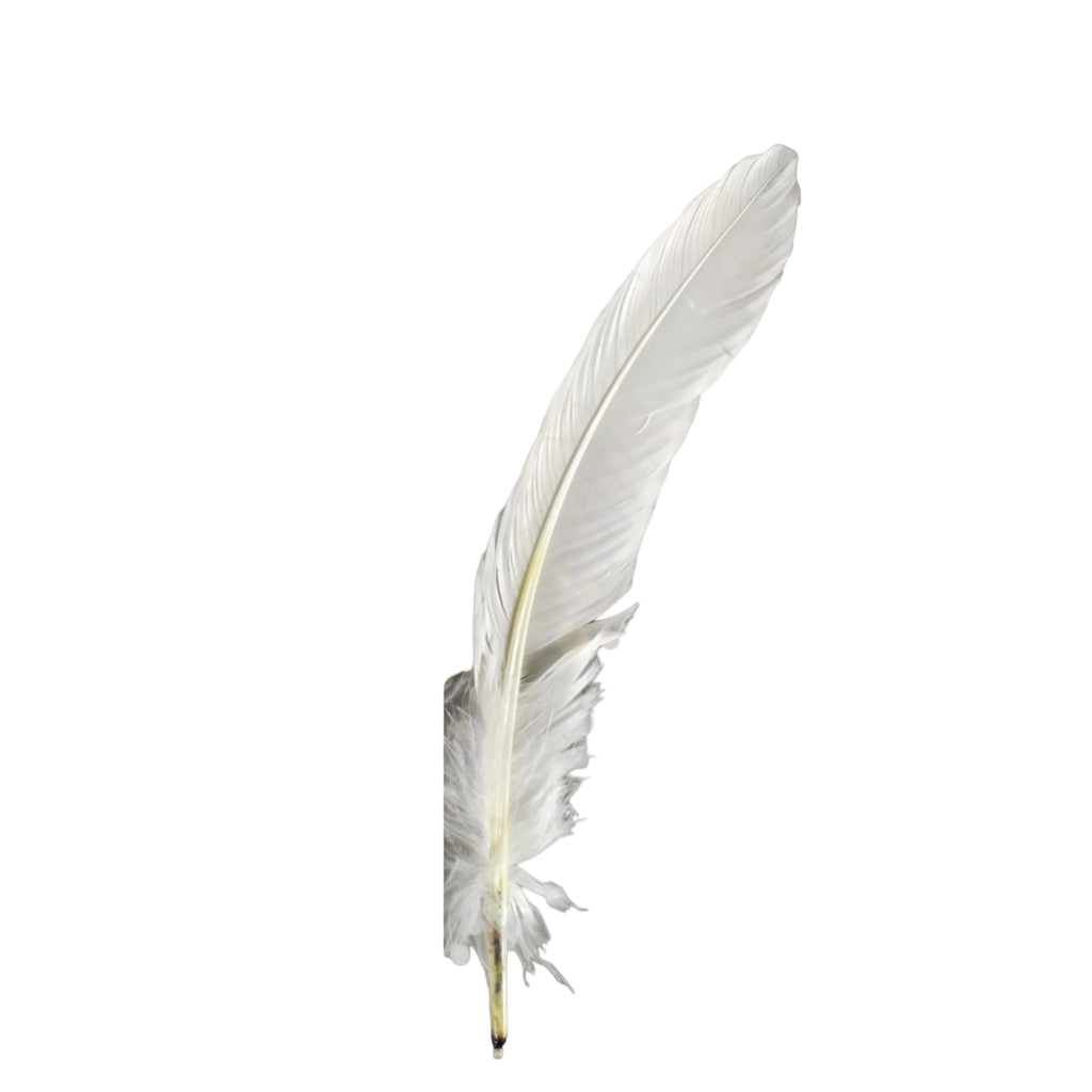 Pluma Blanca extra larga