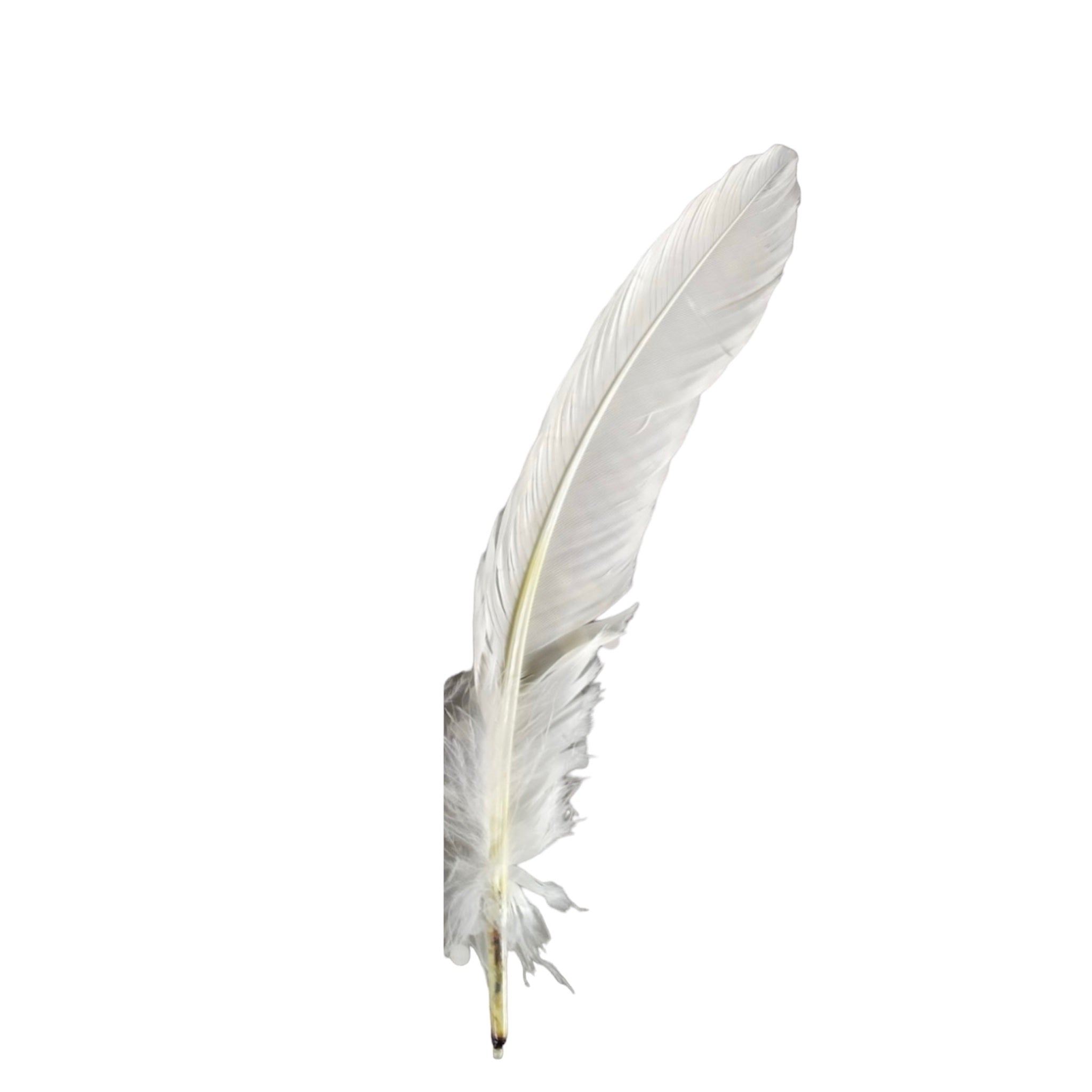 Pluma Blanca extra larga